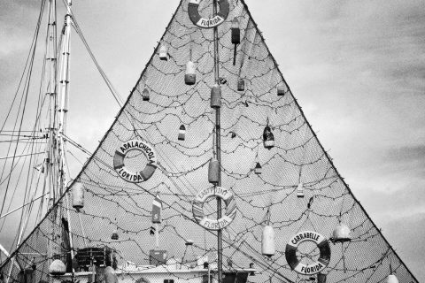 The Fisherman’s Tree