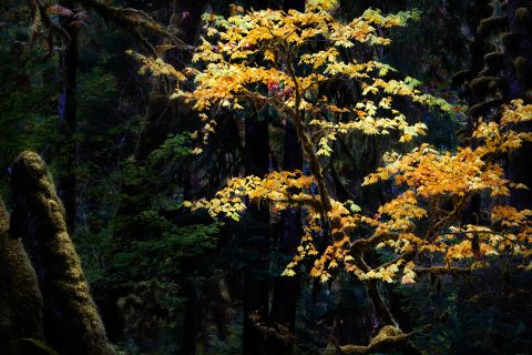 The Golden Luminary of the Deep