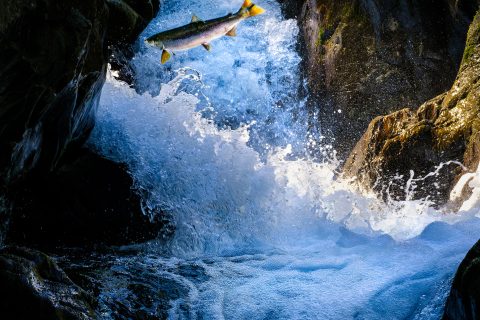 The Leap of the Returning Soul