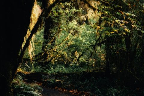 The Path Through the Emerald Deep