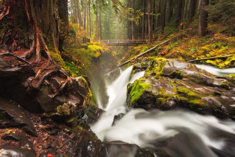 The Root's Gnarled Guard