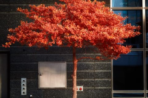 The Singular Flame in Concrete