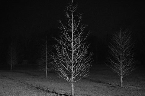 The Stillness of a Nocturnal Mind