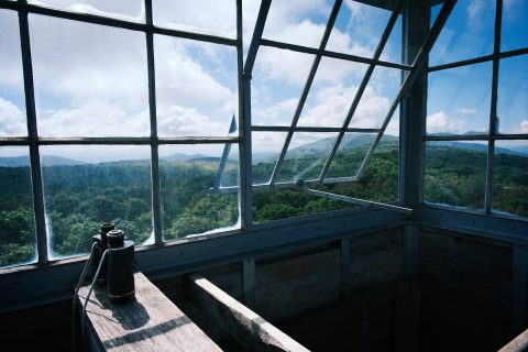 The Unblinking Eye of the Forest