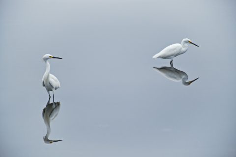 Twin Echoes of Serenity