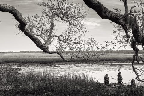 Woven Limbs over Water
